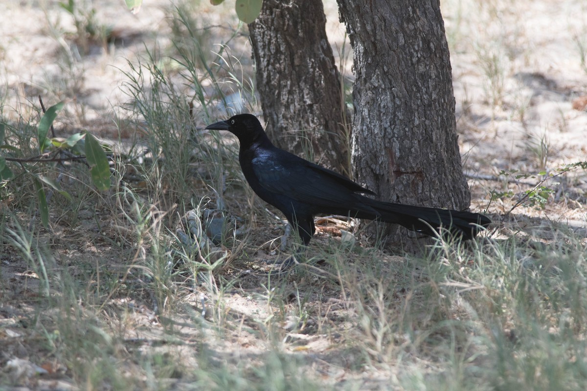 Great-tailed Grackle - ML143421031