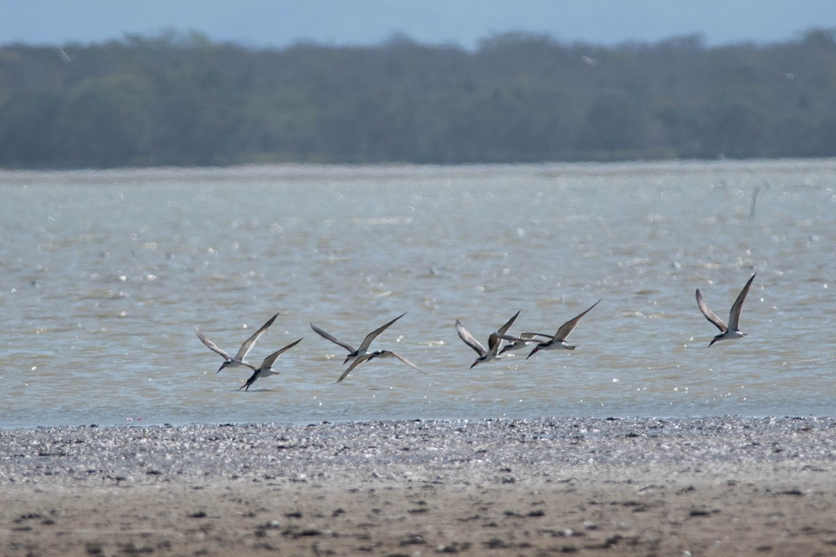 Black Skimmer - ML143421391