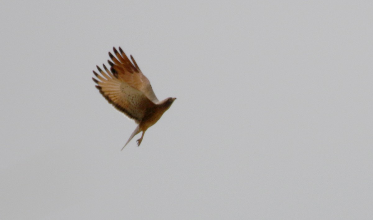 Grasshopper Buzzard - ML143421561