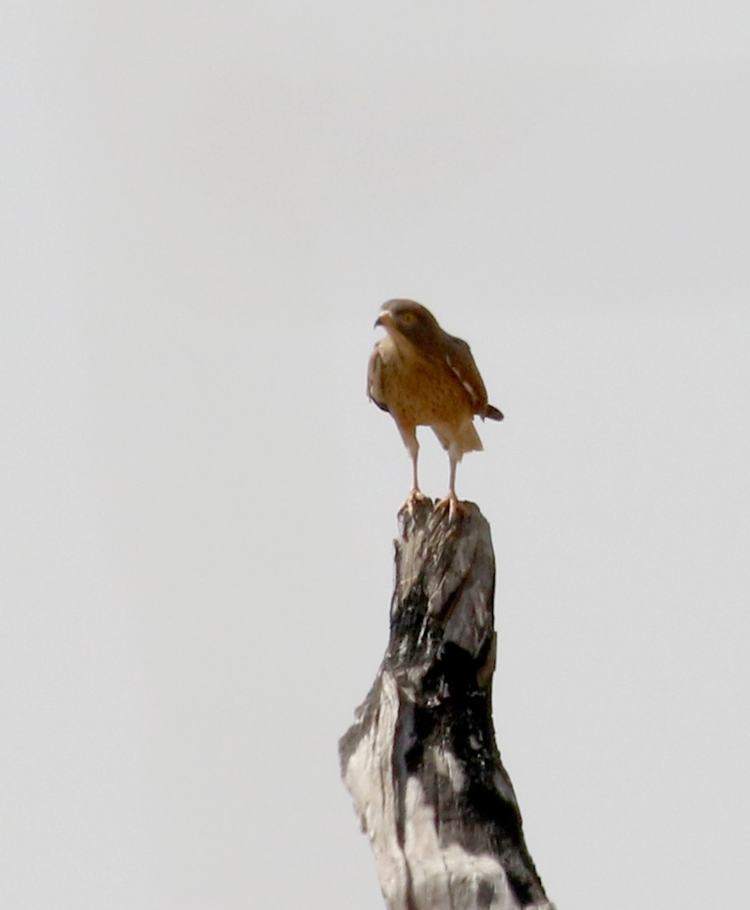 Grasshopper Buzzard - ML143421591