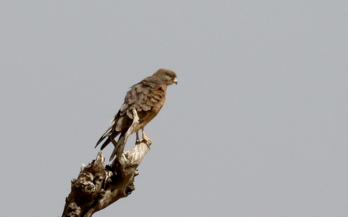 Grasshopper Buzzard - ML143421821