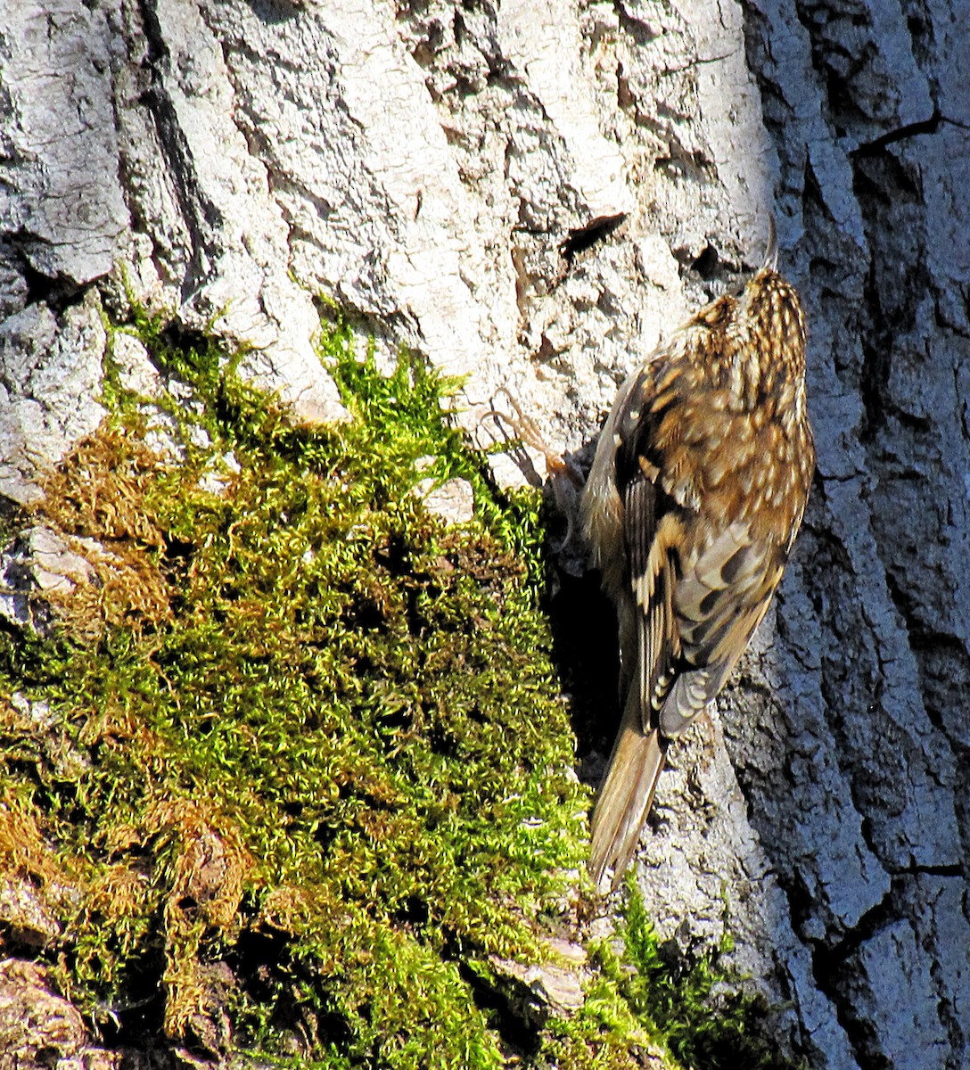 Brown Creeper - ML143422141