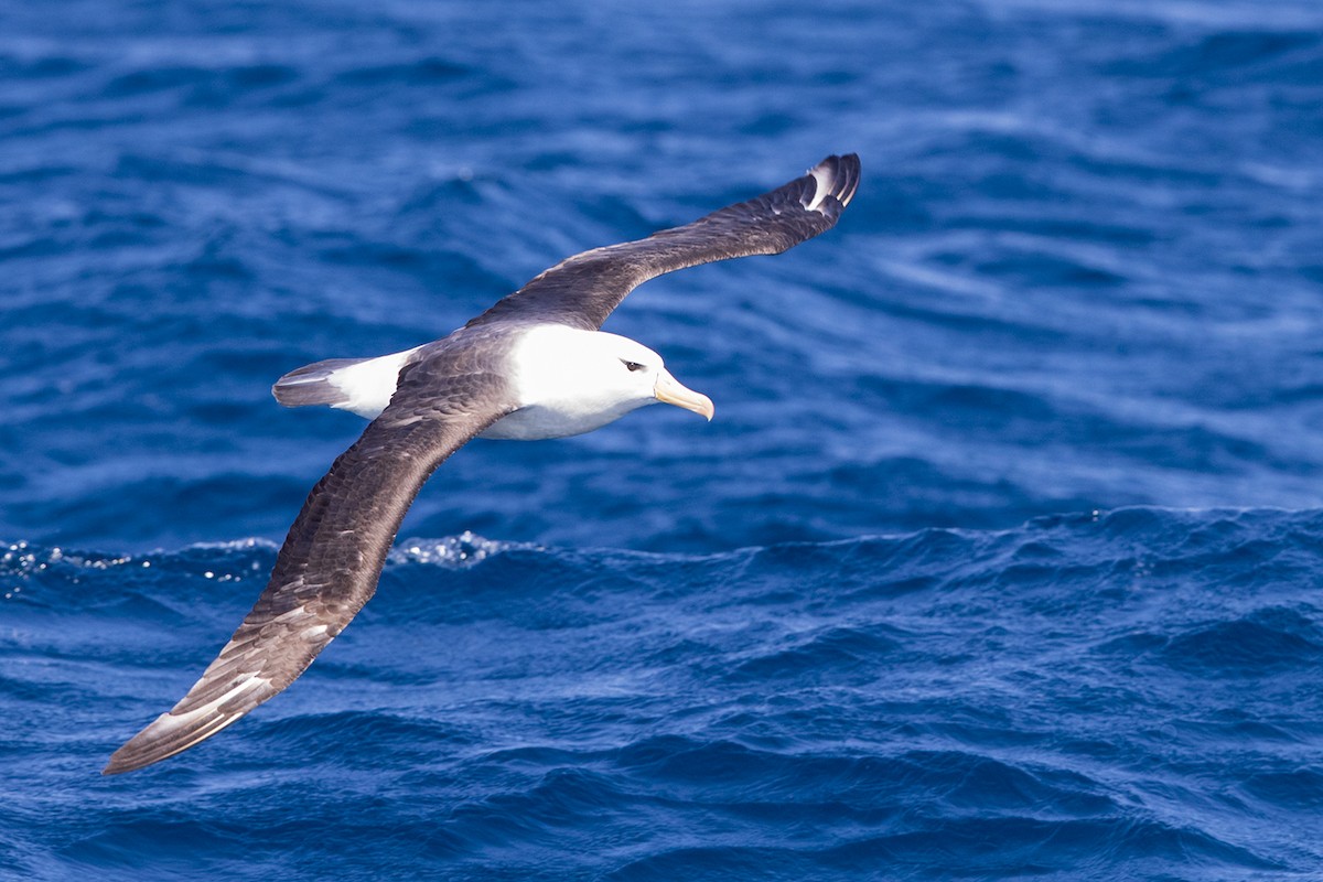 Black-browed Albatross - Laurie Ross | Tracks Birding & Photography Tours