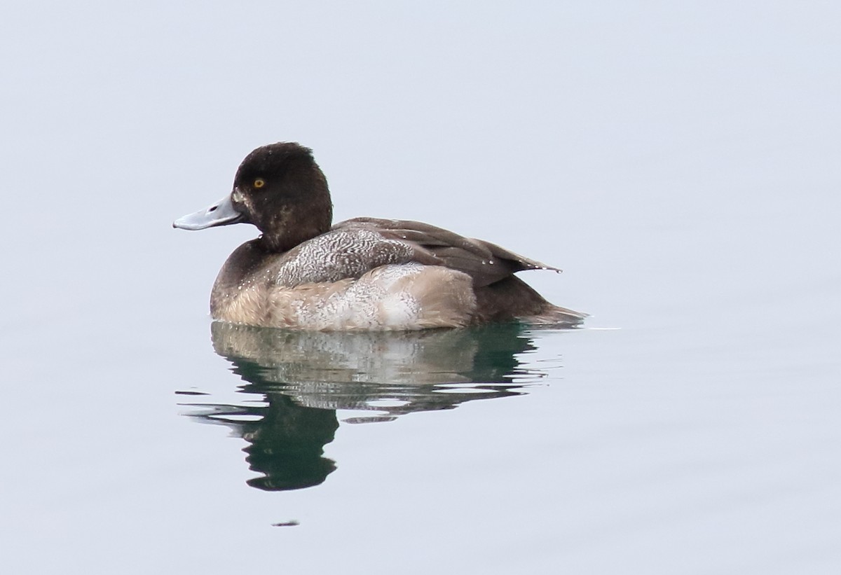 Lesser Scaup - ML143423981