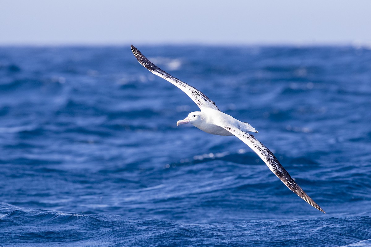 Snowy/Tristan/Antipodean Albatross - Laurie Ross | Tracks Birding & Photography Tours