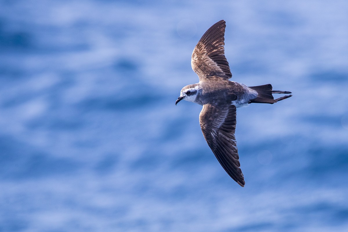 White-faced Storm-Petrel - ML143424311