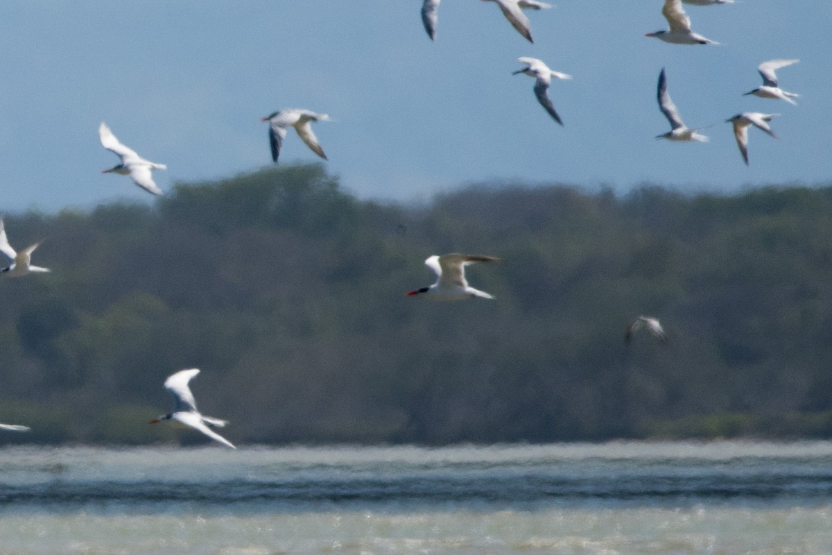 Caspian Tern - ML143424401