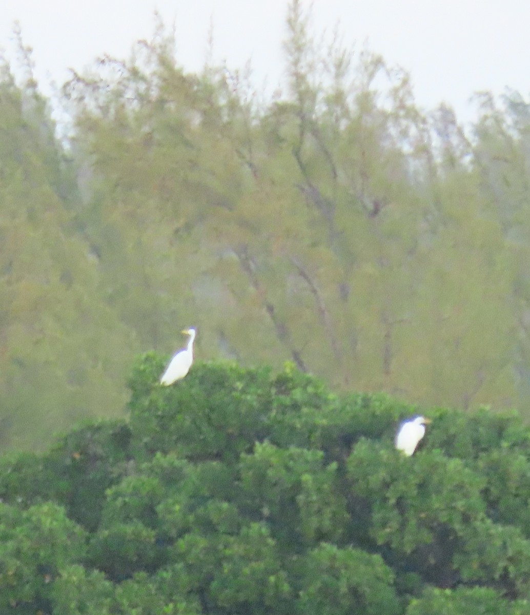 Great Egret - ML143424881