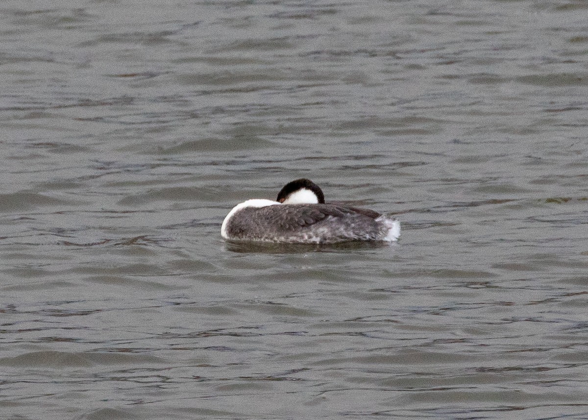 Clark's Grebe - Philip Kline