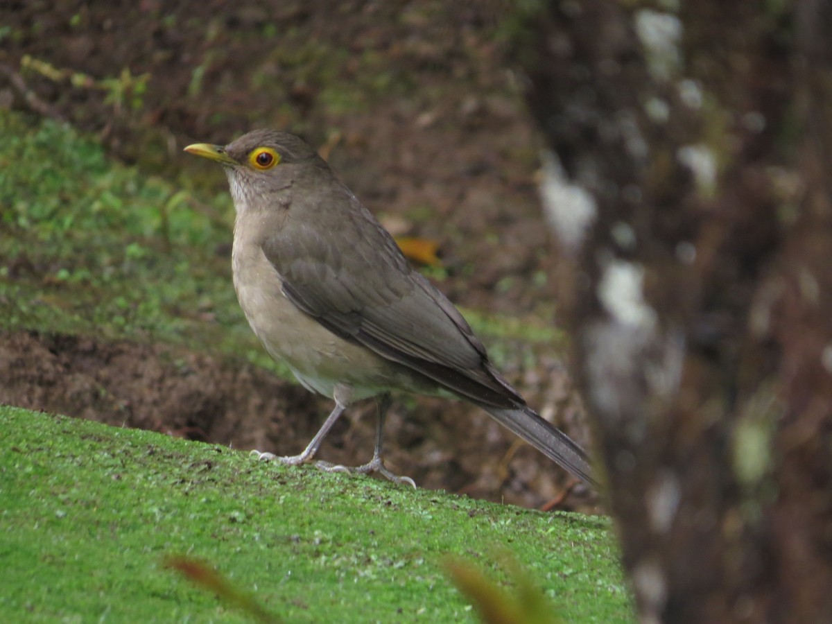 Spectacled Thrush - ML143427081