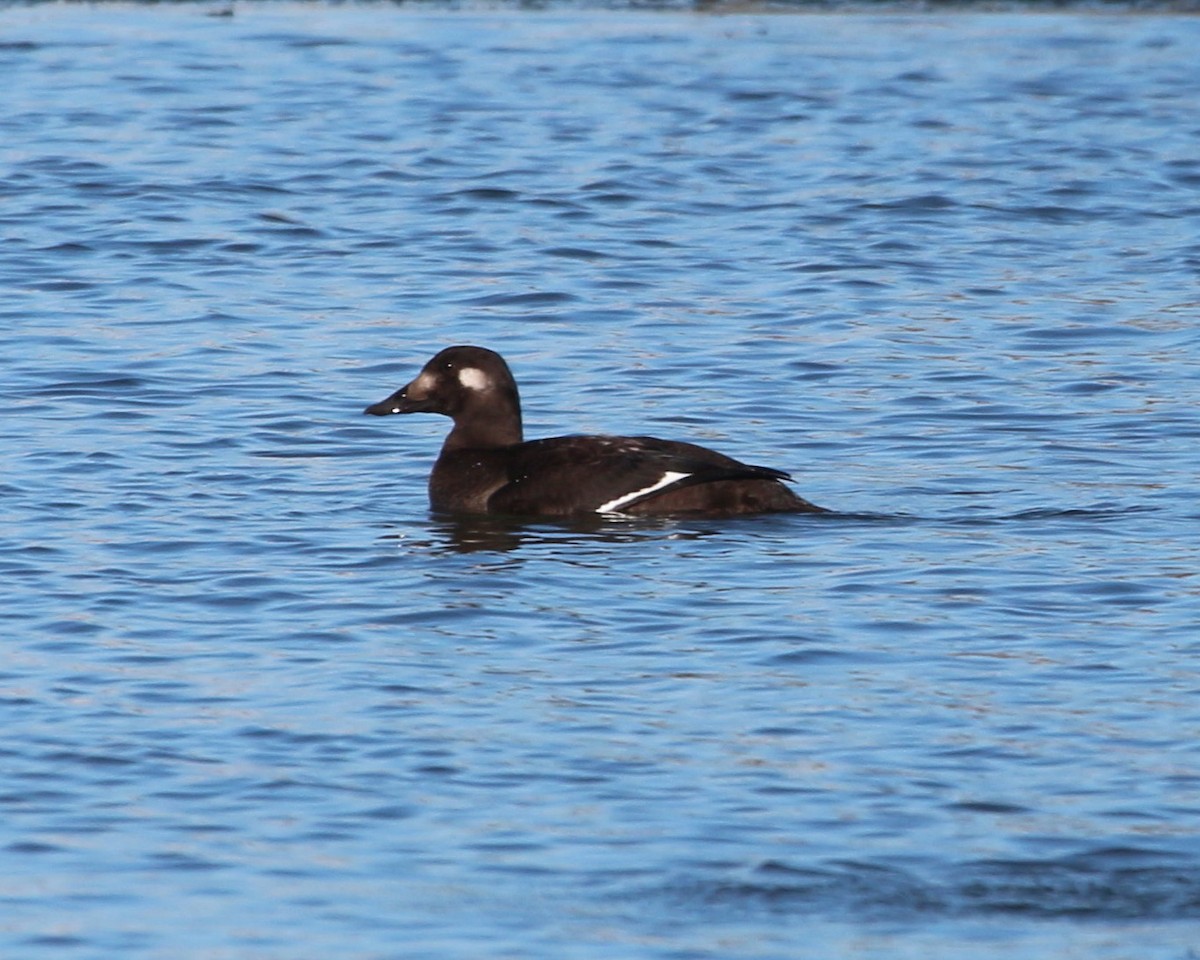 White-winged Scoter - ML143428311