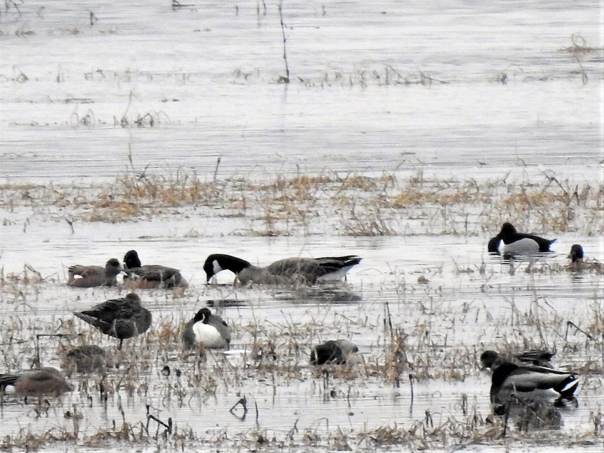 Cackling Goose - Susan Brauning