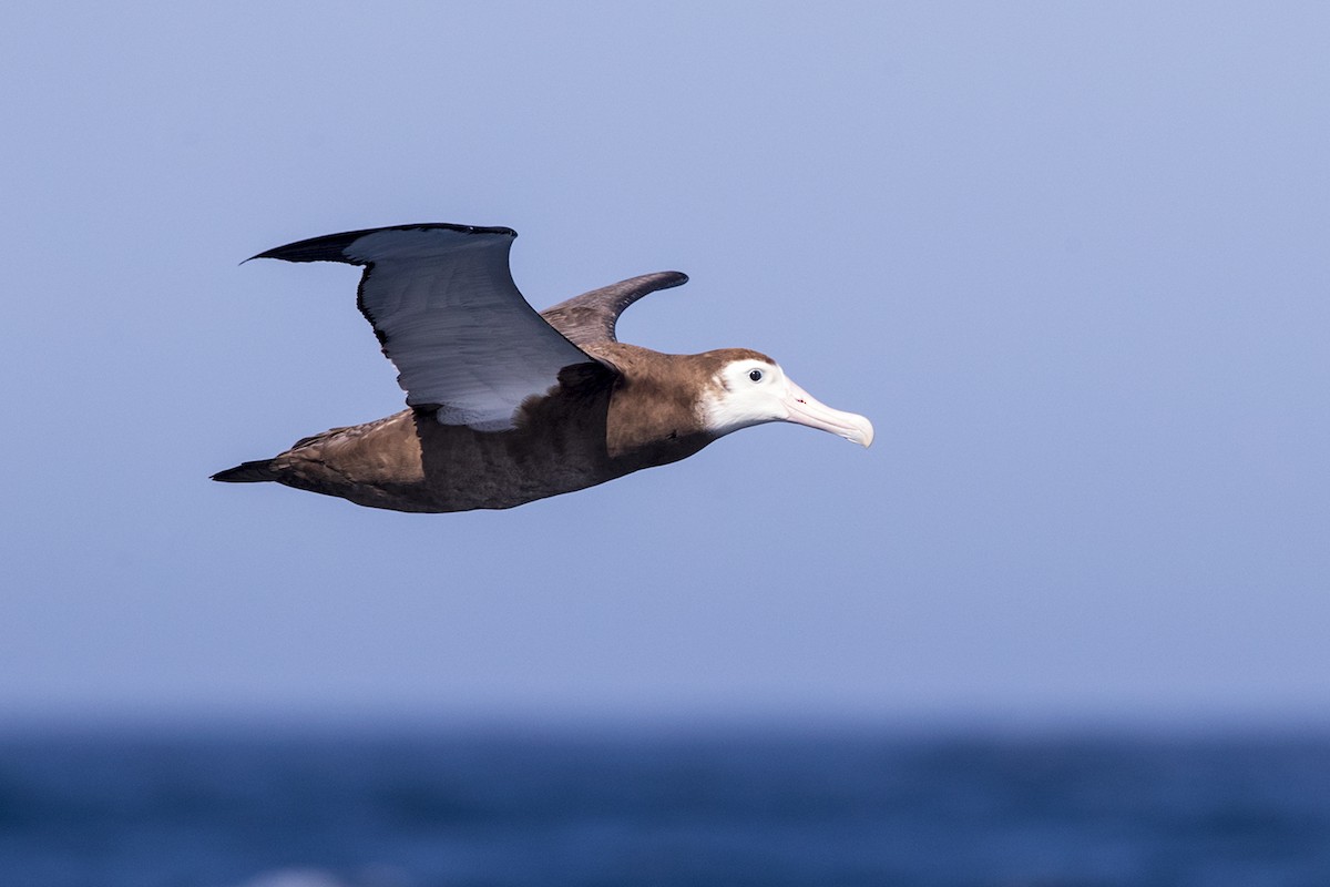 Snowy/Tristan/Antipodean Albatross - Laurie Ross | Tracks Birding & Photography Tours