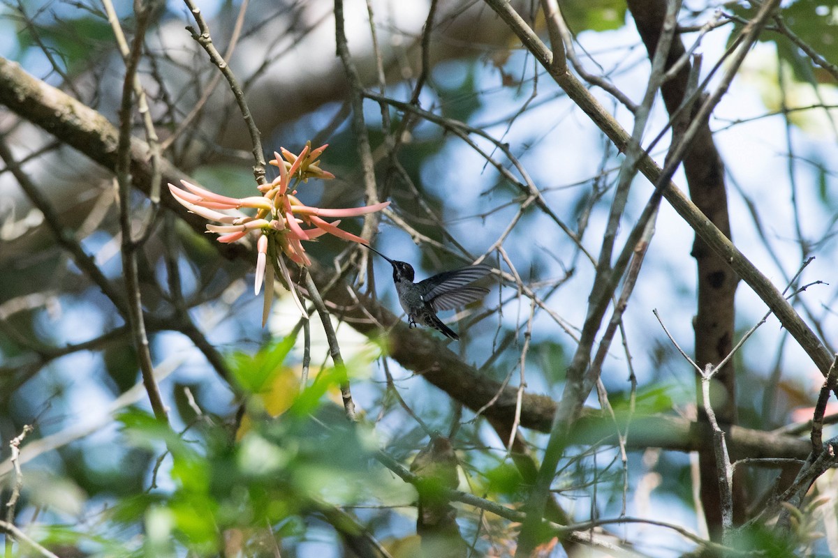 Long-billed Starthroat - ML143429131