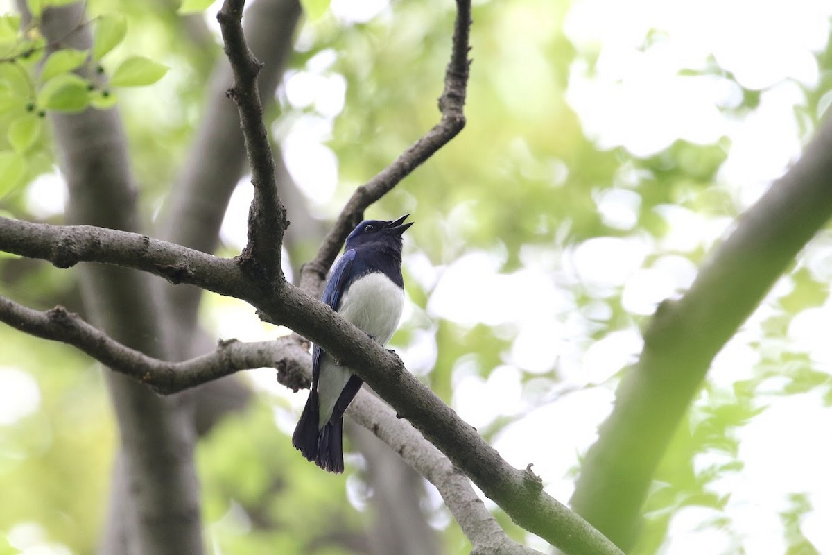 Blue-and-white Flycatcher - ML143429171