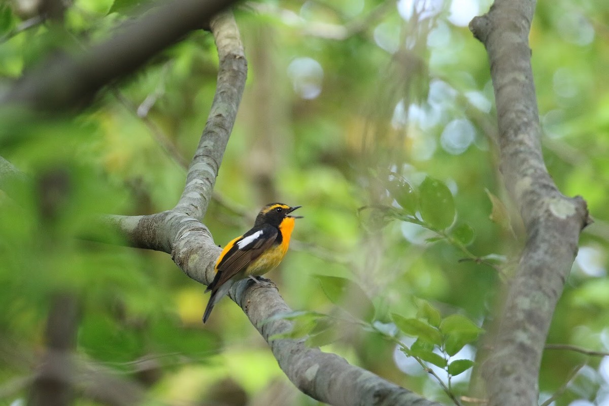 Narcissus Flycatcher - ML143429391