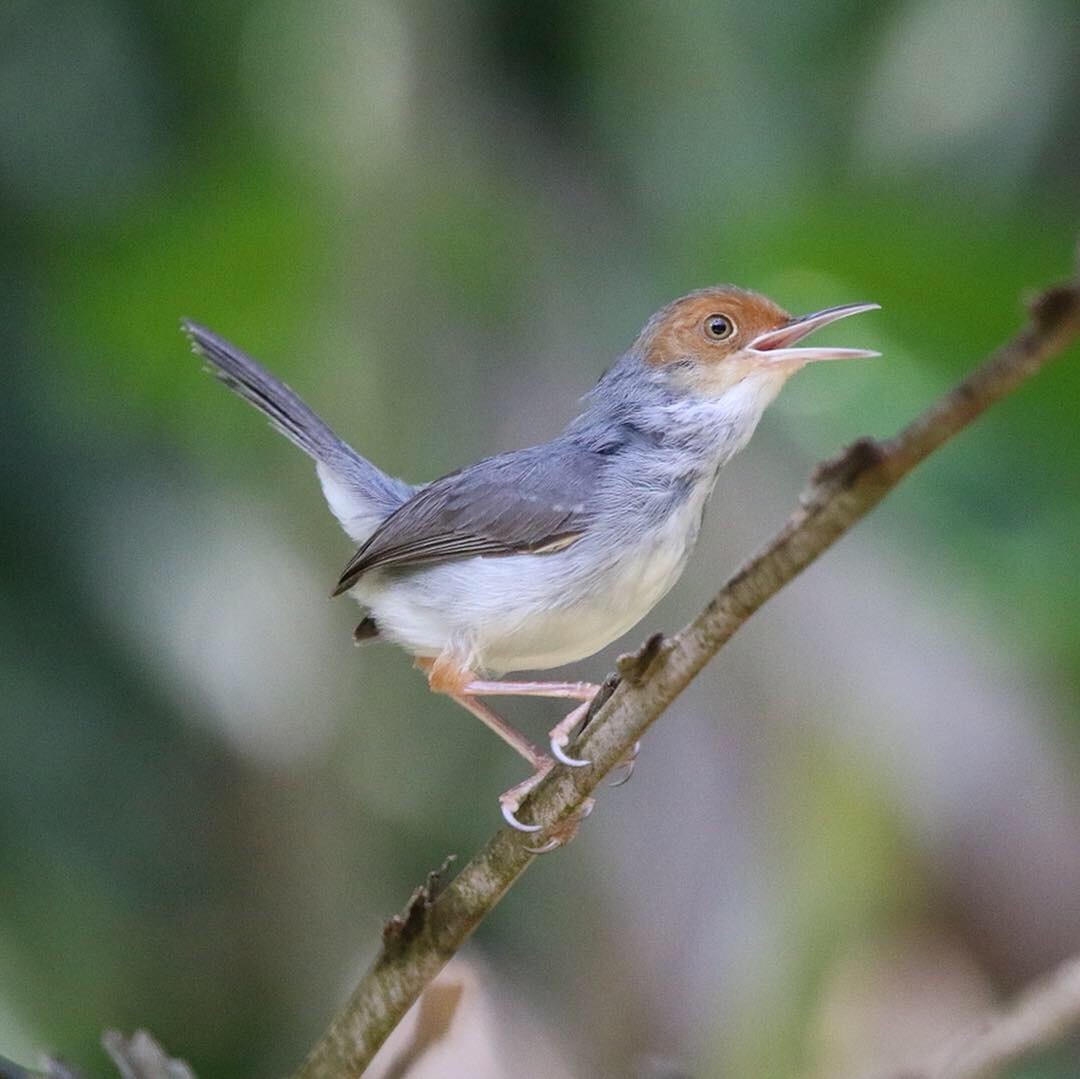 Ashy Tailorbird - ML143430411