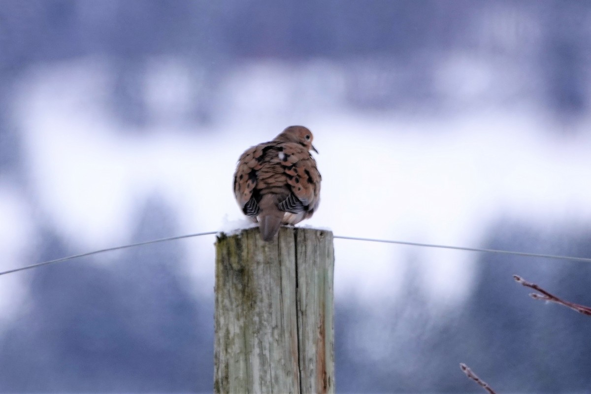 Mourning Dove - David Fraser