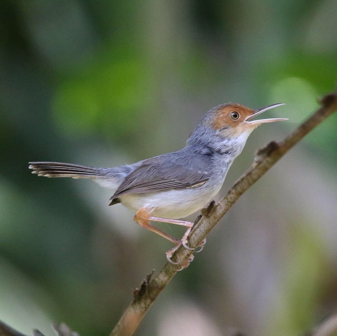 Ashy Tailorbird - ML143430431