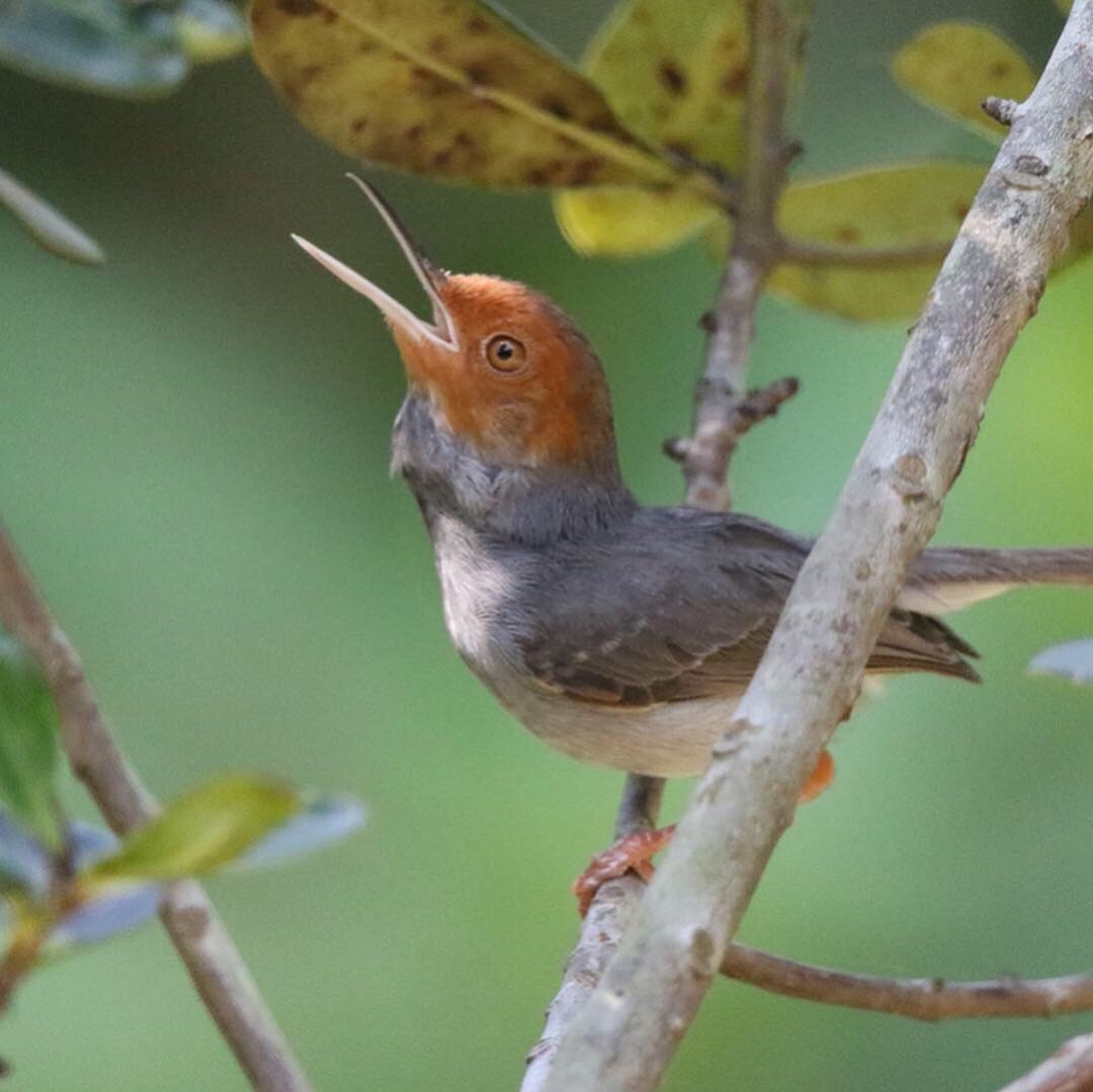 Ashy Tailorbird - ML143430491