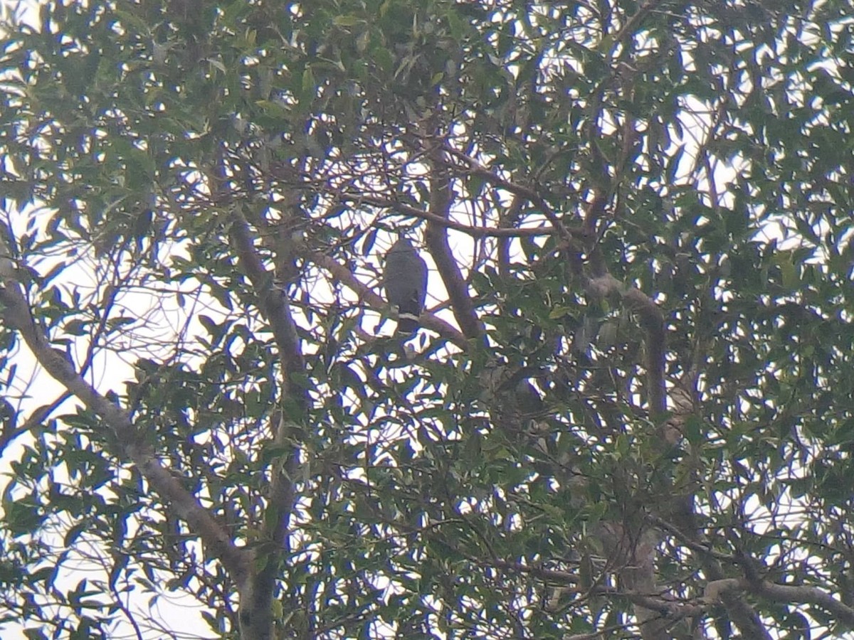 forest-falcon sp. - ML143430591