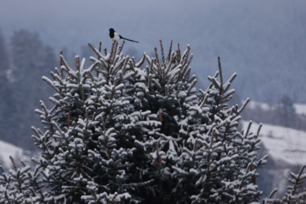 Black-billed Magpie - David Fraser