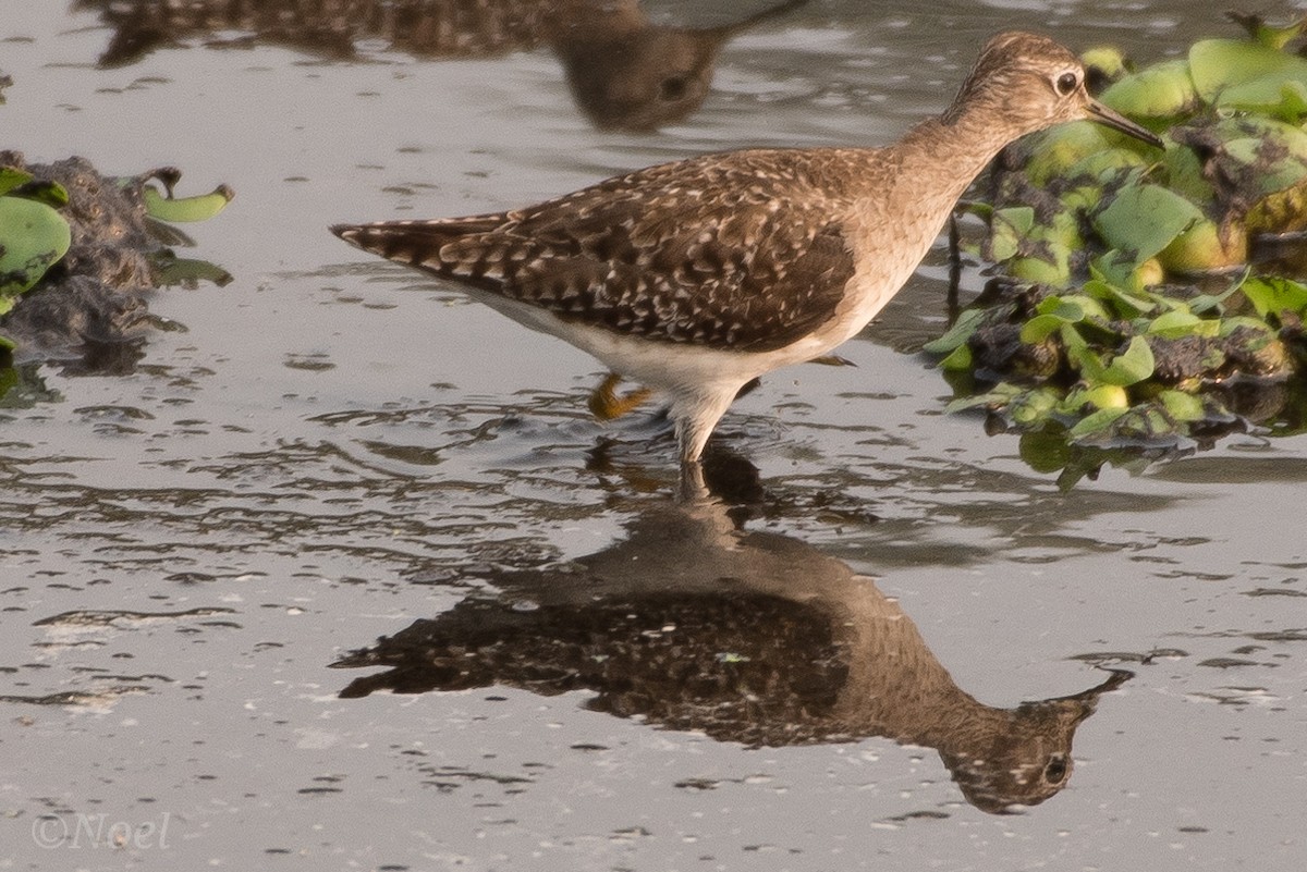 Wood Sandpiper - ML143431801