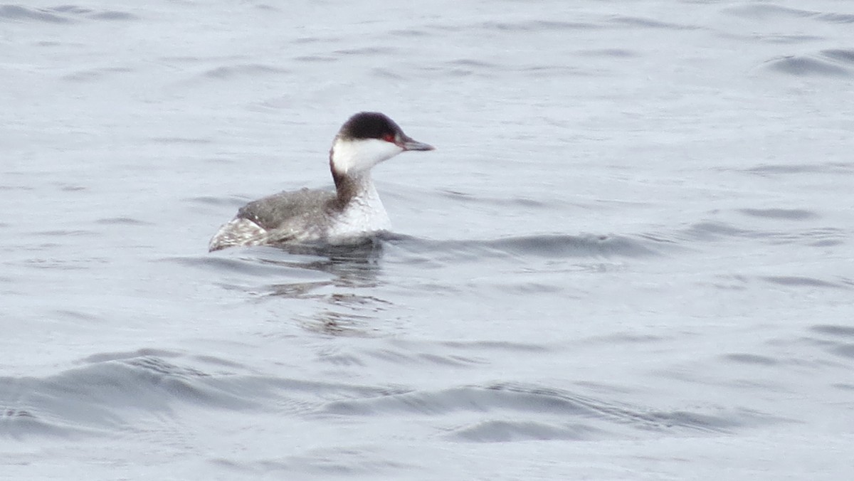 Horned Grebe - ML143432601