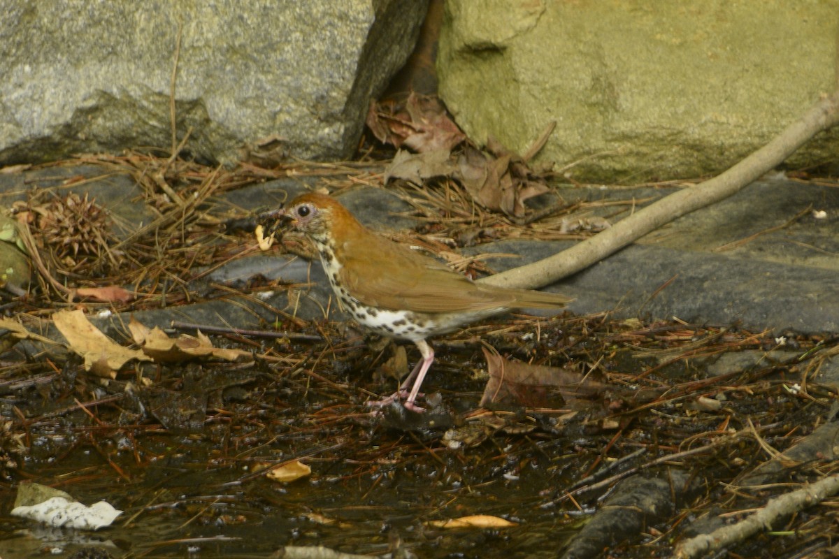 Wood Thrush - ML143432681