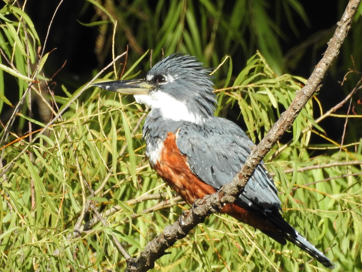 Ringed Kingfisher - Natalia Villar