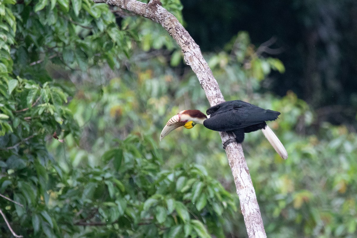 Wreathed Hornbill - ML143436121