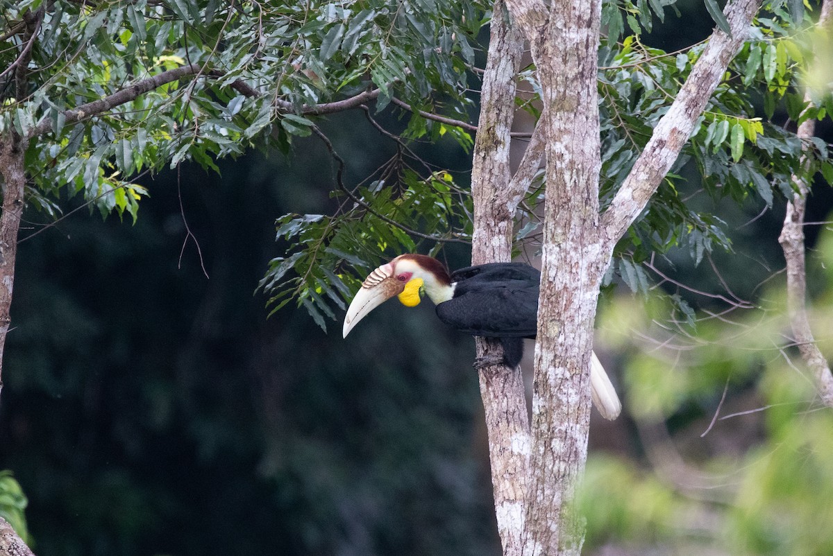 Wreathed Hornbill - Tony Byrne