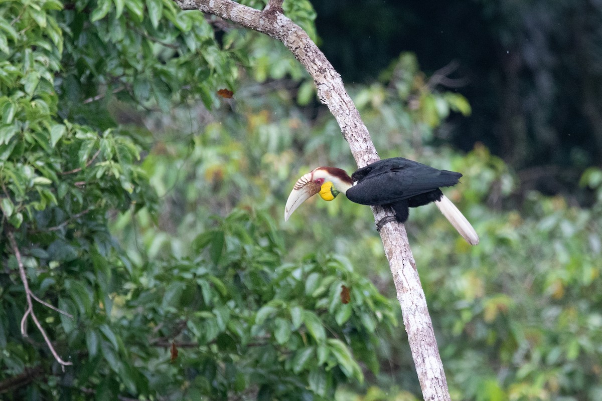 Wreathed Hornbill - ML143436191