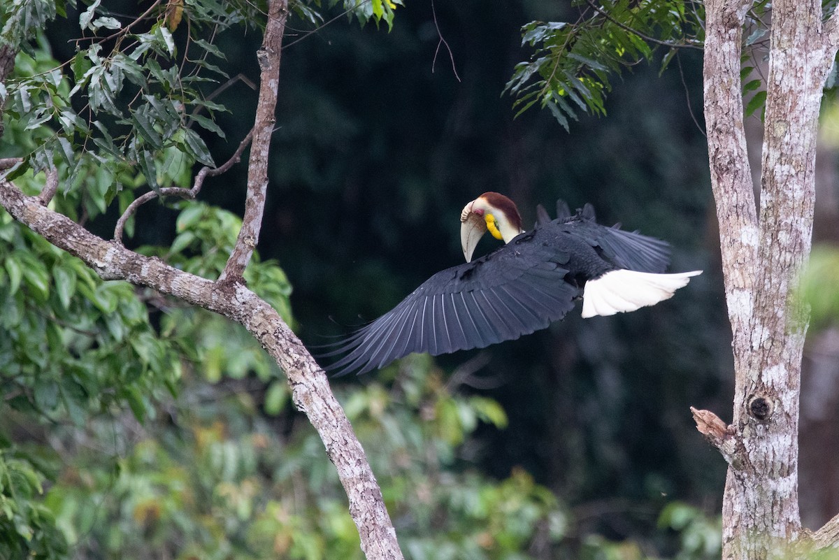 Wreathed Hornbill - ML143436201