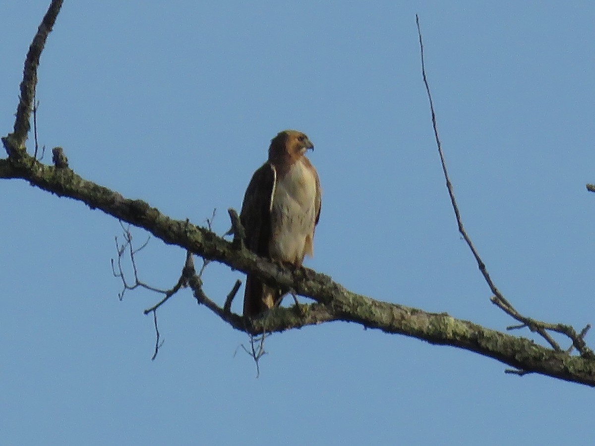 Red-tailed Hawk - ML143436451