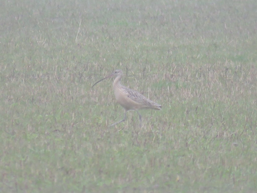 Long-billed Curlew - Ford Hendershot