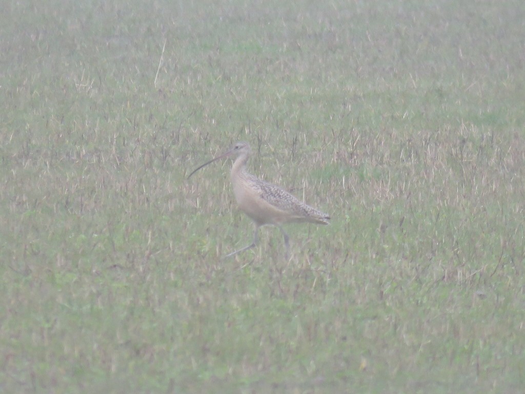 Long-billed Curlew - ML143436971