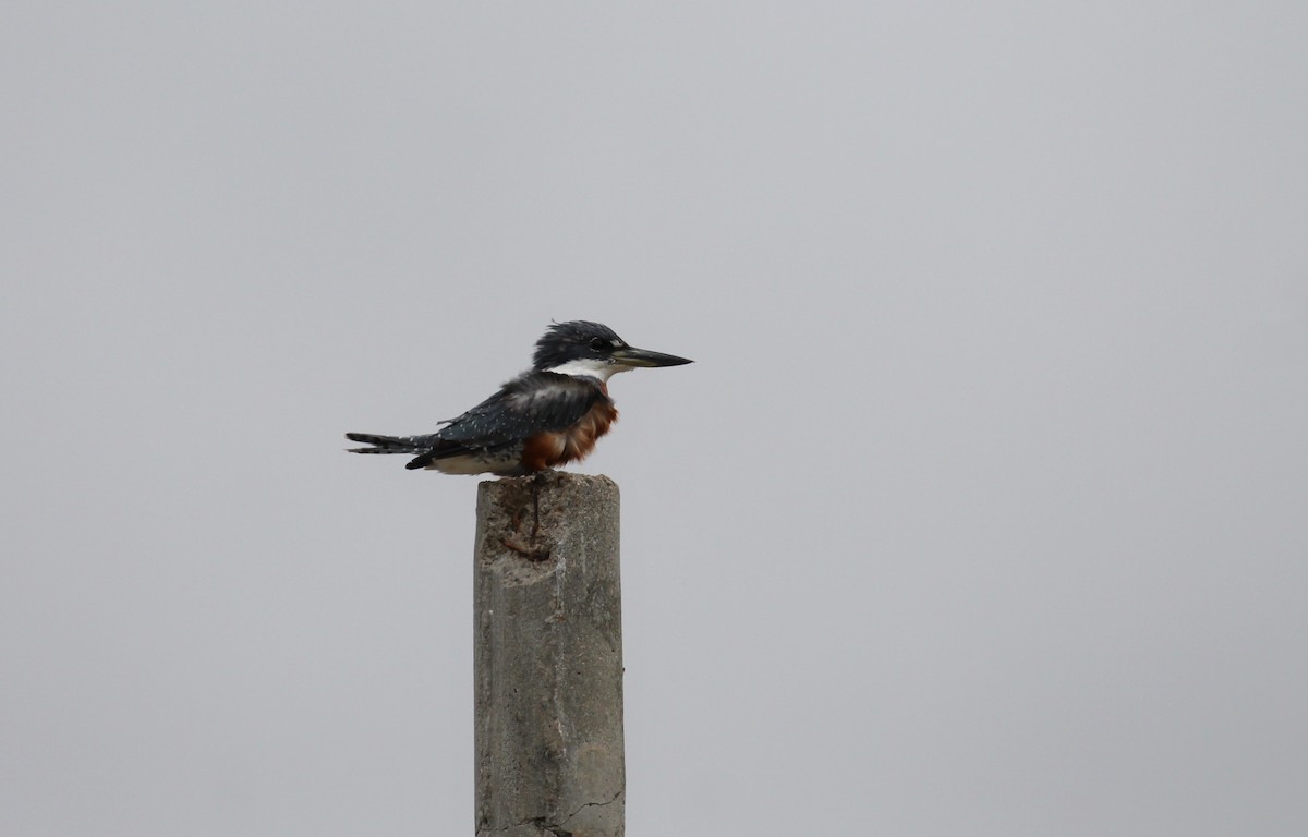 Ringed Kingfisher - Gustavo Fernandez Pin