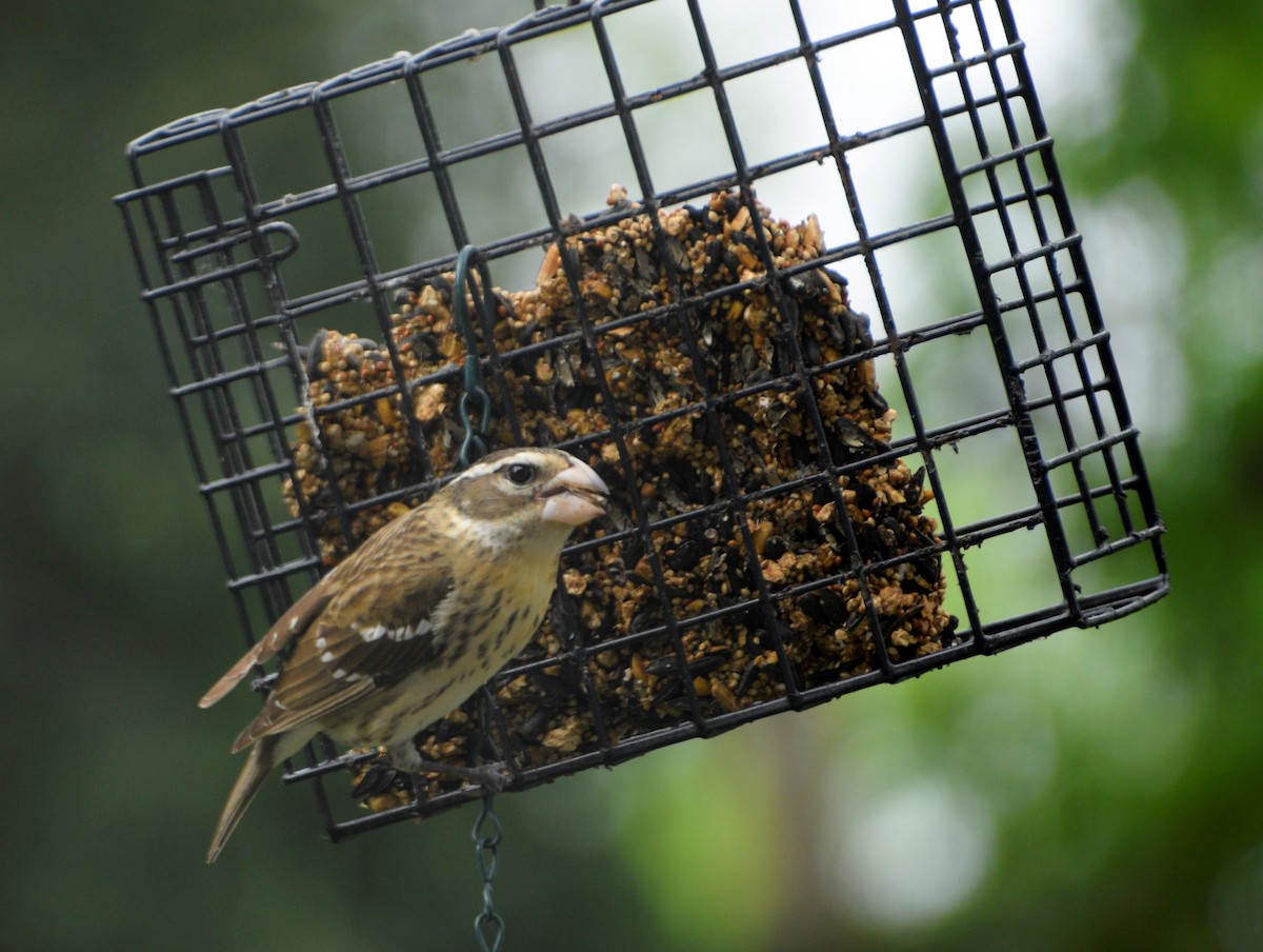 Rose-breasted Grosbeak - ML143440611