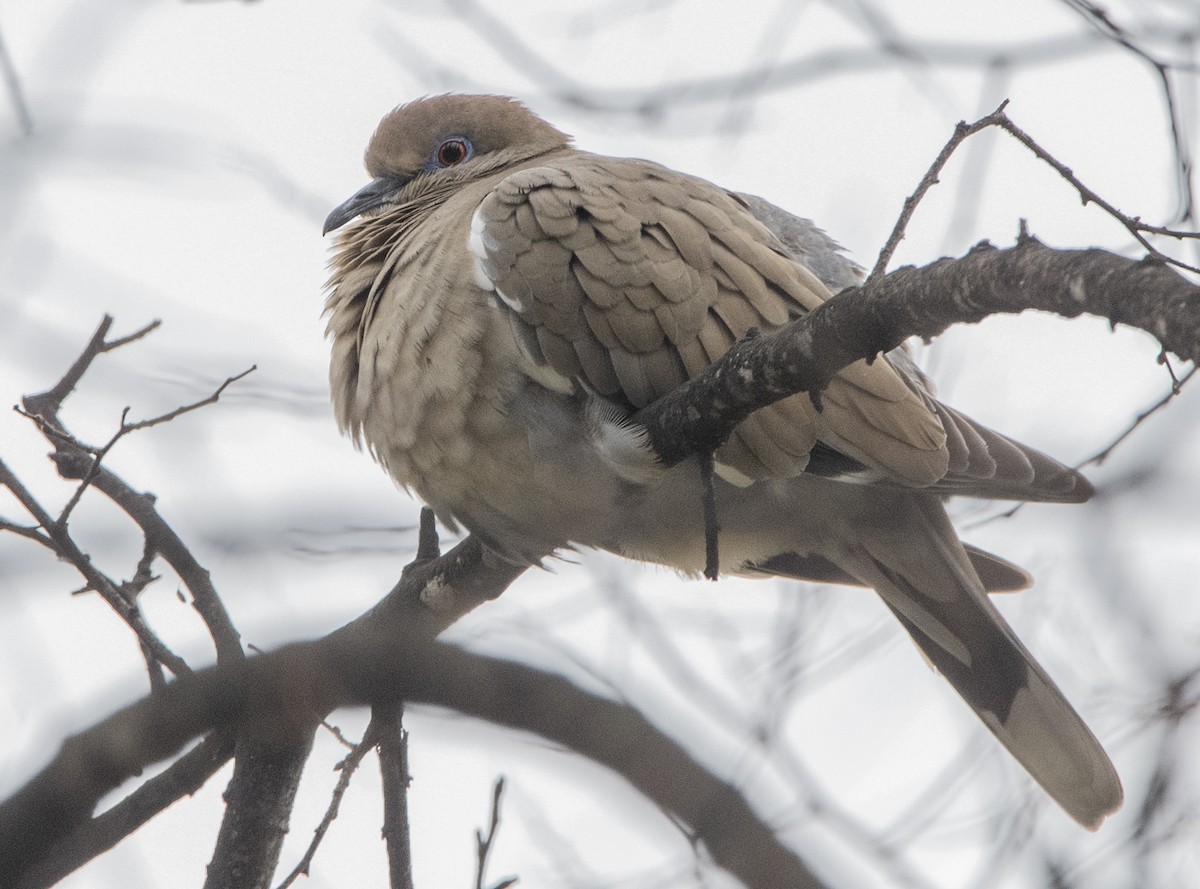 White-winged Dove - ML143441301