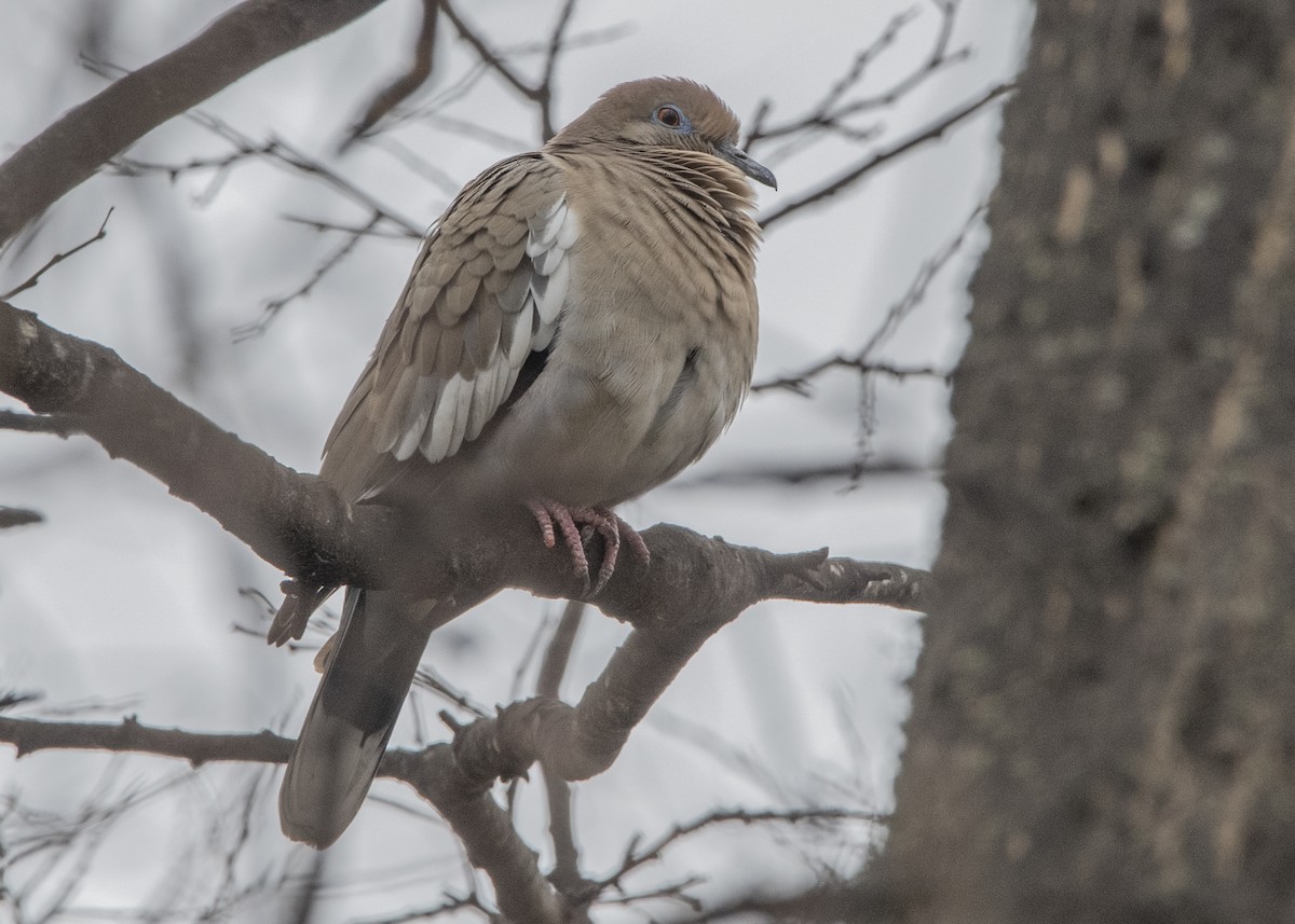 White-winged Dove - ML143441321