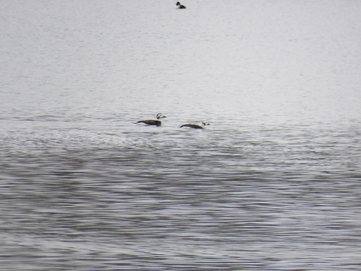 Long-tailed Duck - ML143441631