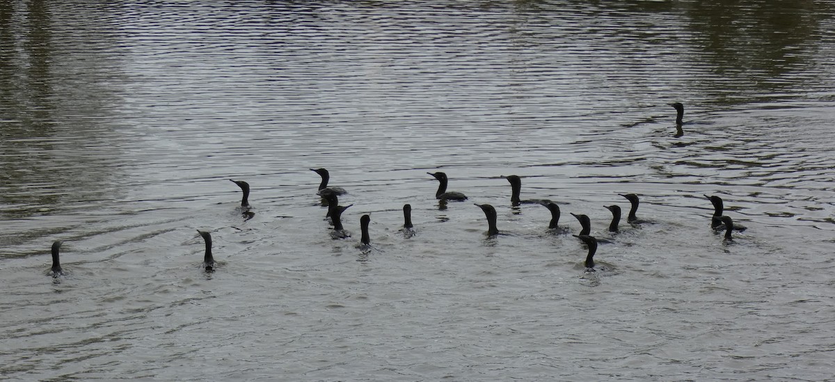 Little Black Cormorant - Phyllis Weintraub