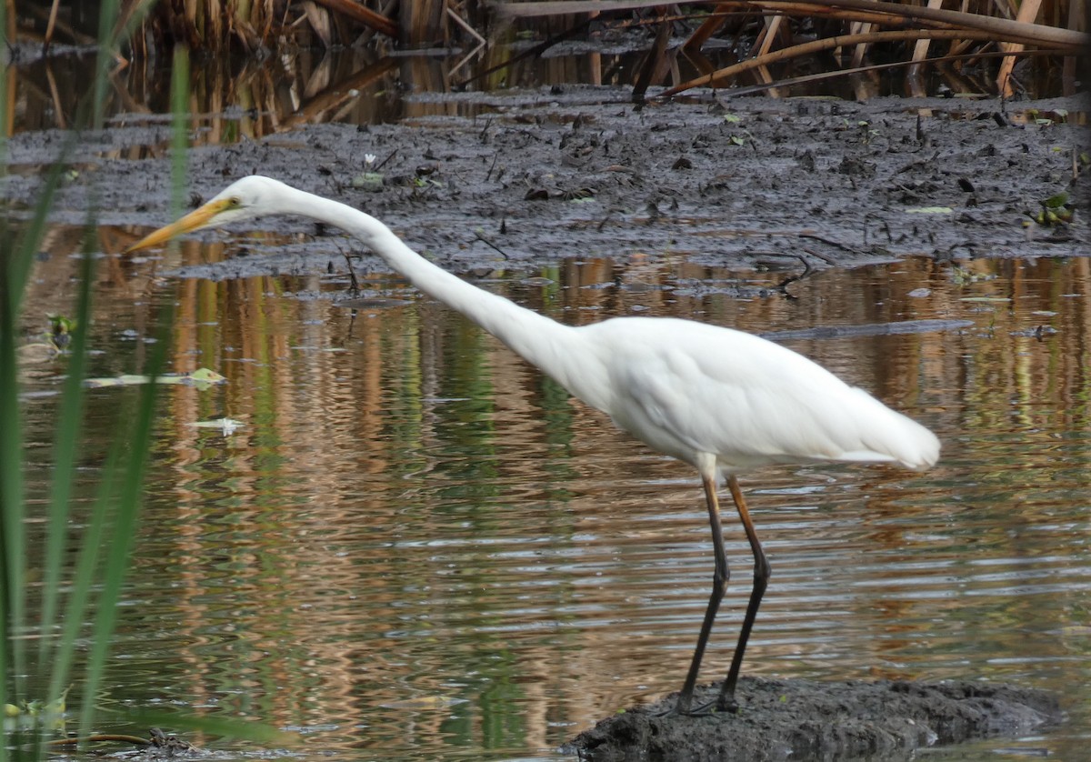 Great Egret - Phyllis Weintraub