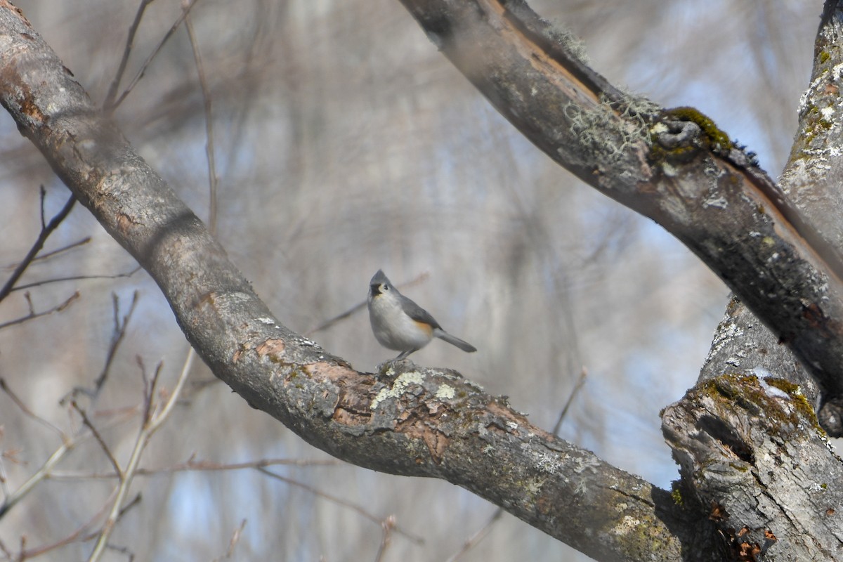 Tufted Titmouse - ML143443501