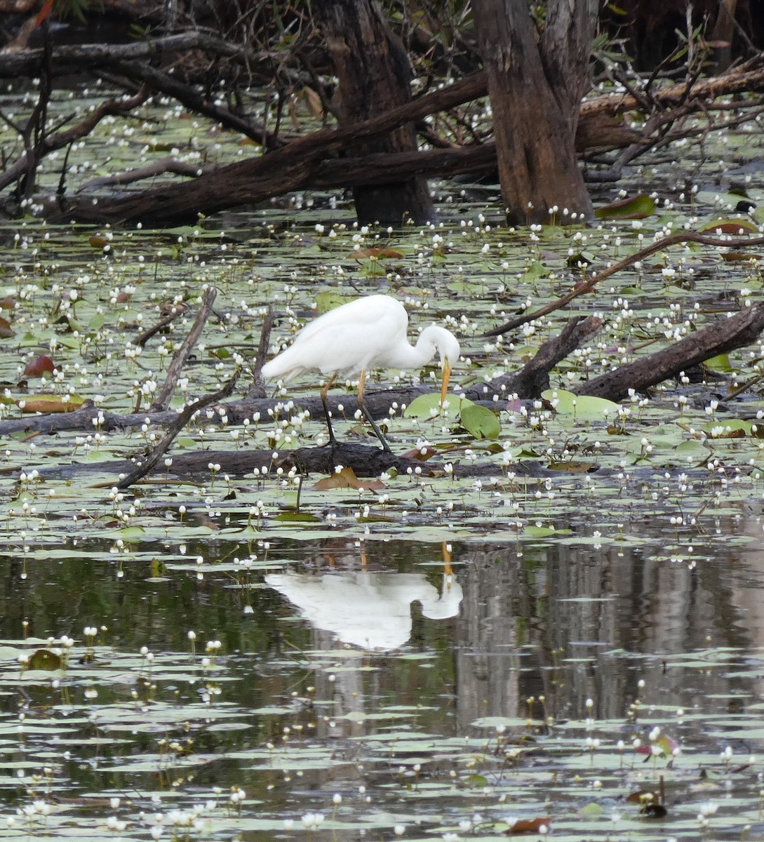 Plumed Egret - Phyllis Weintraub