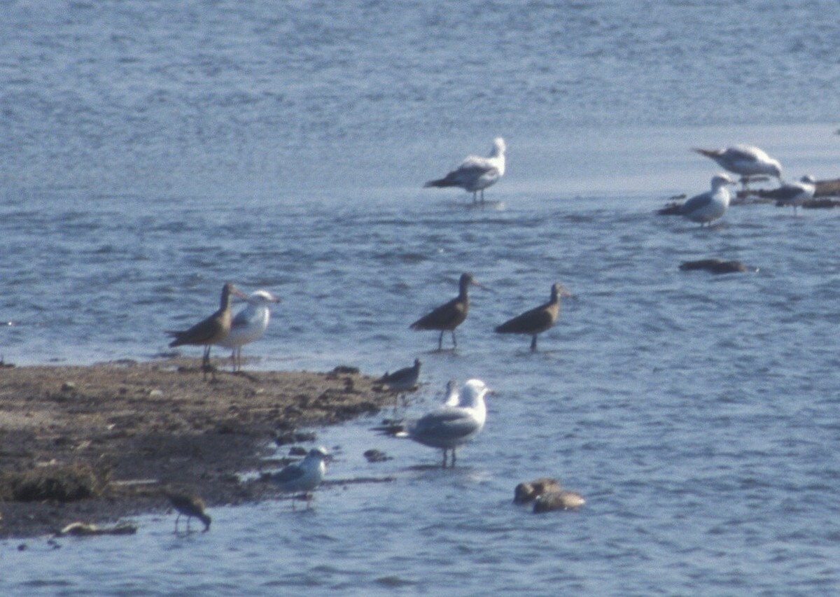 Marbled Godwit - Sandy Vorpahl