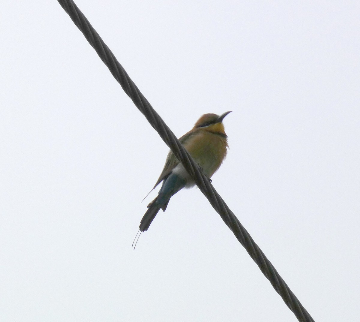 Rainbow Bee-eater - Phyllis Weintraub