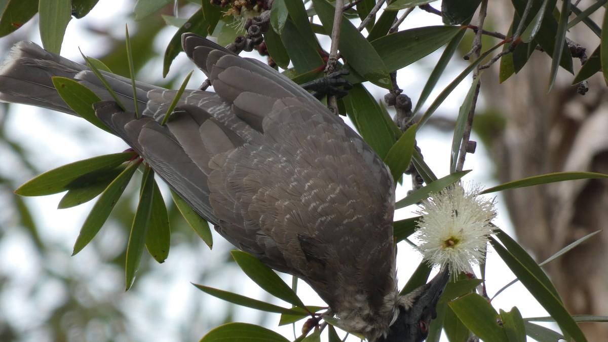 Noisy Friarbird - ML143445081