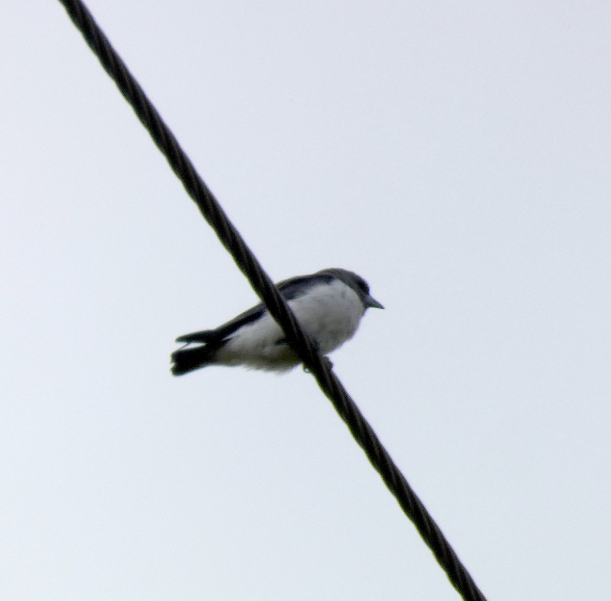 White-breasted Woodswallow - Phyllis Weintraub